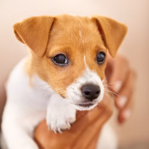 A small dog held safely in caring hands